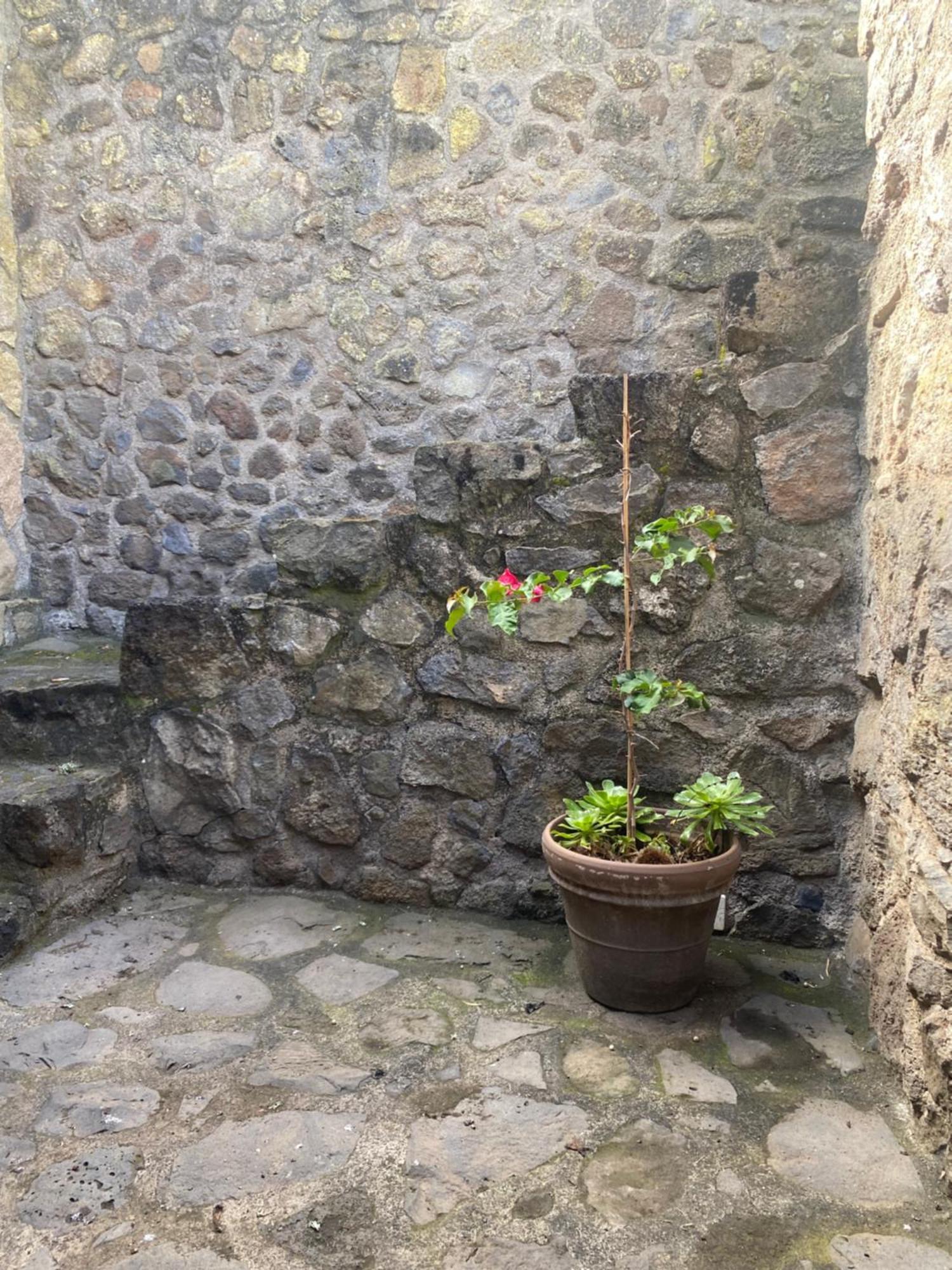 Rural House To Take A Break, La Serreria 25 - Private Garden Tacoronte Exteriér fotografie
